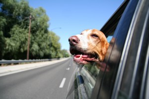 Auto Insurance